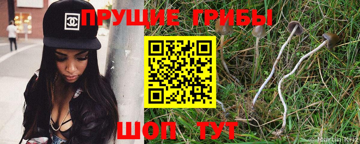 Галлюциногенные грибы Psilocybe Курганинск